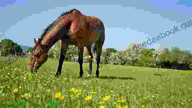 A Horse Grazing In A Field At Creedence Horse Rescue Never Enough Cowboy: Heartwarming Cowboy Romance On The Ranch (Creedence Horse Rescue 4)