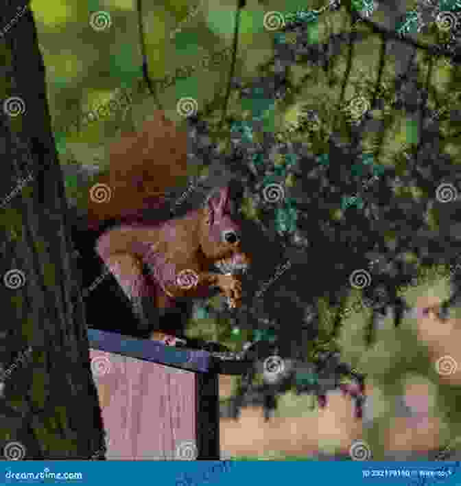 A Playful Squirrel Perched Atop A Wooden Fence, Its Bushy Tail Gracefully Flowing Behind It Squirrel World: A Park Pals Adventure