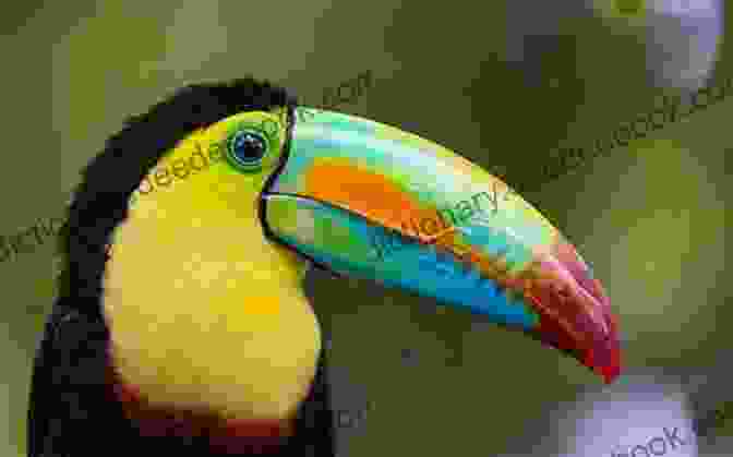 A Toucan With A Large, Colorful Beak Toucan Keep A Secret: A Meg Langslow Mystery (Meg Langslow Mysteries 23)