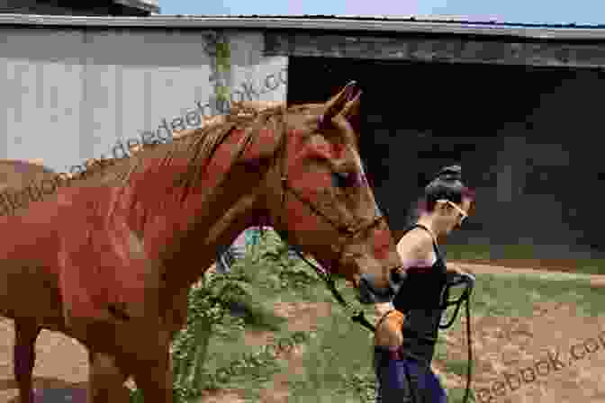 A Volunteer Grooming A Horse At Creedence Horse Rescue Never Enough Cowboy: Heartwarming Cowboy Romance On The Ranch (Creedence Horse Rescue 4)