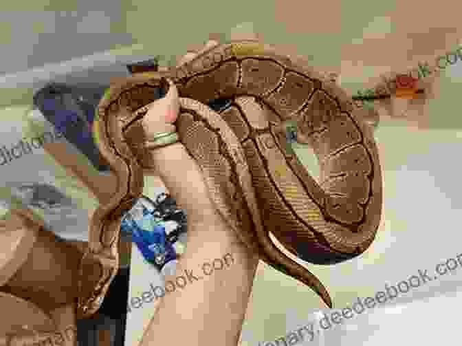 Ball Python Coiled In A Defensive Posture Ball Pythons As Pets : Your Complete Owners Guide To The Ball Python: Including Caring Where To Buy Breeding Temperament Diet Health Cost Much More