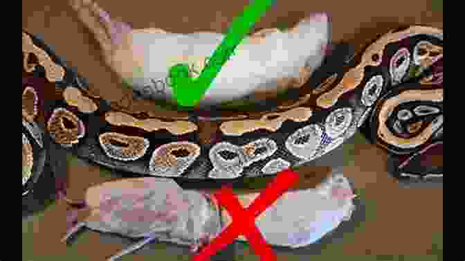 Ball Python Feeding On A Rat Ball Pythons As Pets : Your Complete Owners Guide To The Ball Python: Including Caring Where To Buy Breeding Temperament Diet Health Cost Much More