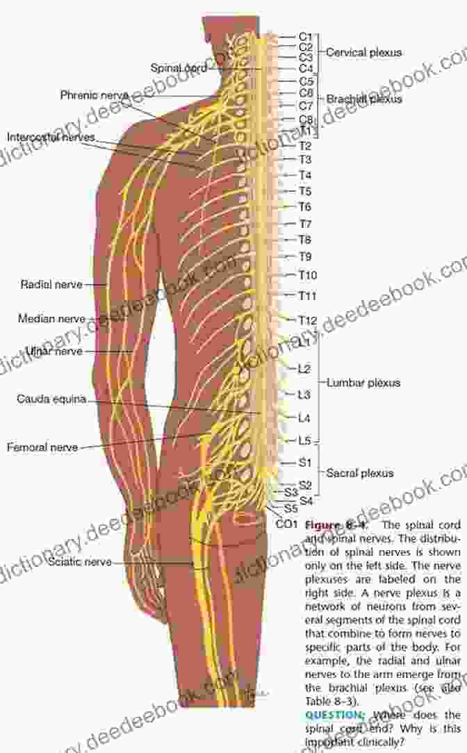 Diagram Of The Plexus System In The Human Body, Highlighting The Spinal Nerve Plexus And The Autonomic Nervous System Plexus. The Primal Key (The Plight Of The Plexus 1)