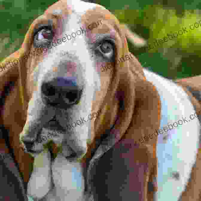 Free Soul, The Beloved Basset Hound, Posing With A Group Of Children Penny: The Story Of A Free Soul Basset Hound
