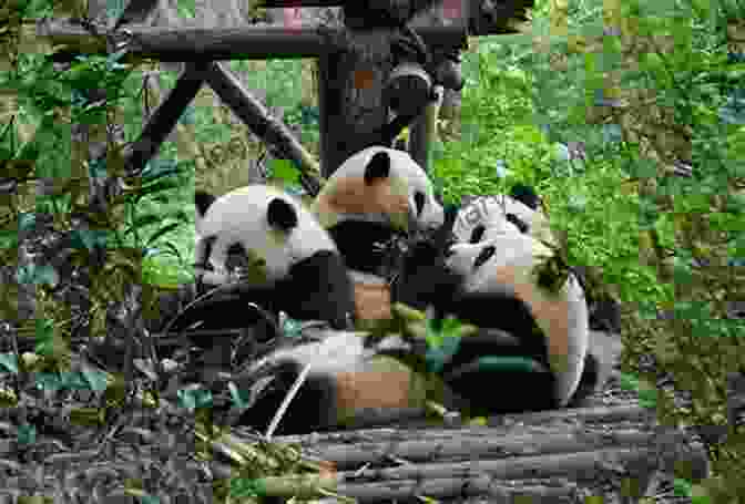 Giant Panda, Chengdu Travels In China: Shanghai Beijing Sichuan